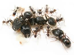 蚂蚁阶级有哪些，蚂蚁如何出现分化的