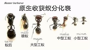 野蛮原生收获蚁