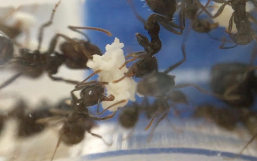 宠物蚂蚁饲养人工蚁巢选择指南