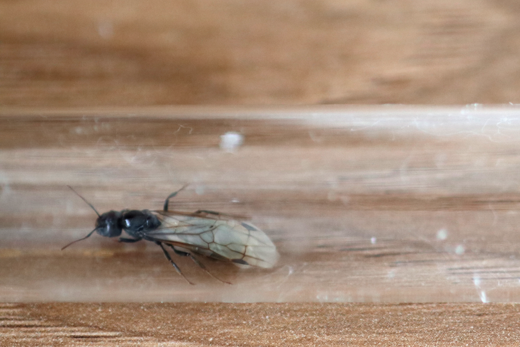 原生收获蚁雄性繁殖蚁（蚊子）照片