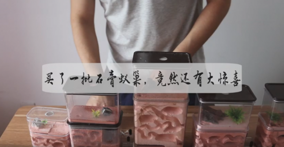 一次买了5款石膏蚁巢，漂亮的很