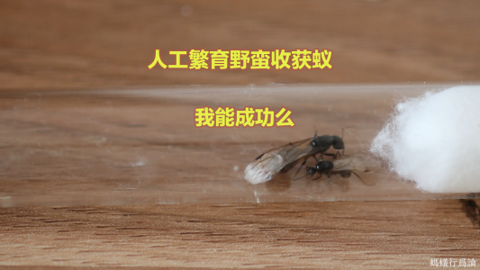 野蛮收获蚁人工婚飞的尝试最终失败了，做了视频