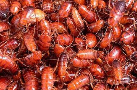蚂蚁食物樱桃红蟑螂饲养指南